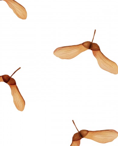 SoftShell Muster aus Ahornsamen auf weißem Hintergrund