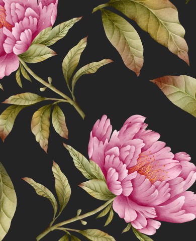 Fiori e foglie di peonia rosa Panama su sfondo nero