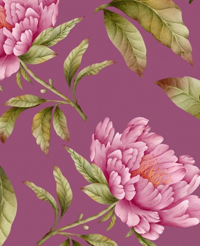 Satin cotton pink peony flowers on purple background