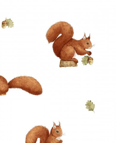 Jersey una serie di quattro illustrazioni ad acquerello di scoiattoli