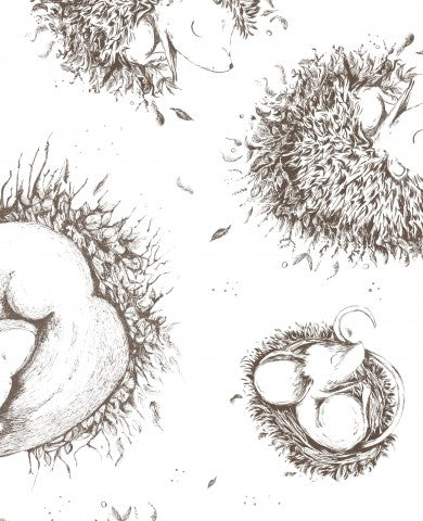 French Terry a drawing of baby hedgehogs in a nest