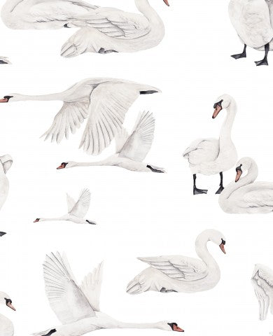 SoftShell Schwänen auf weißem Hintergrund