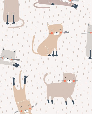 Panama Katzen auf weißem Hintergrund