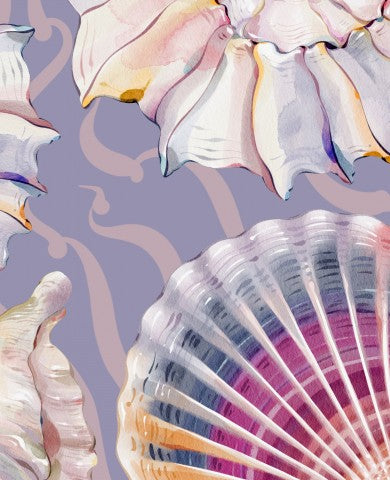 Panama shells on a purple background