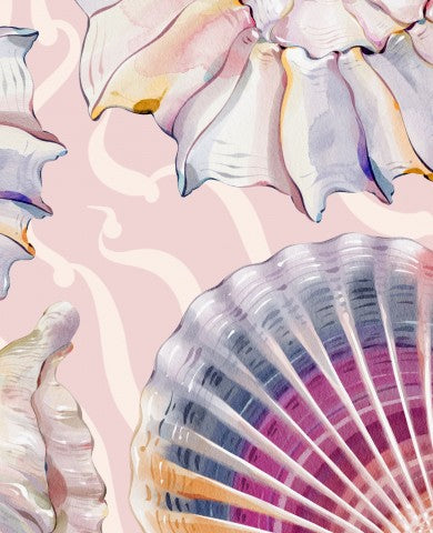 Jersey shells on a pink background