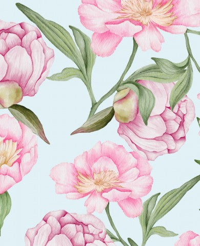 Pivoines roses de Jersey sur fond bleu