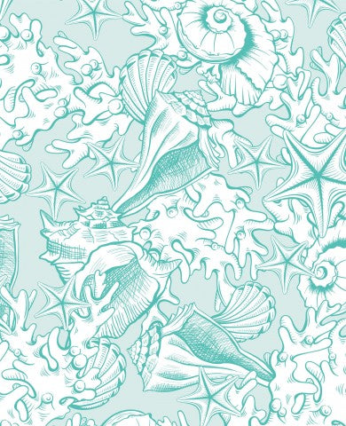 Panama shells and starfish on a turquoise background