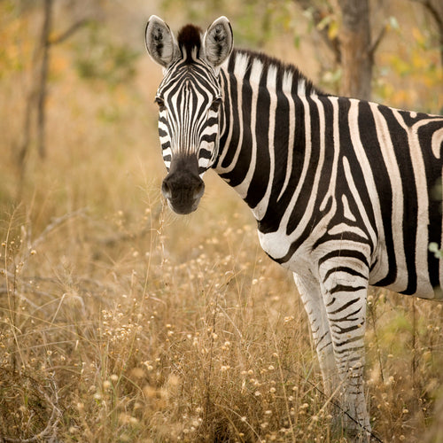 African Animals and Safari Jersey