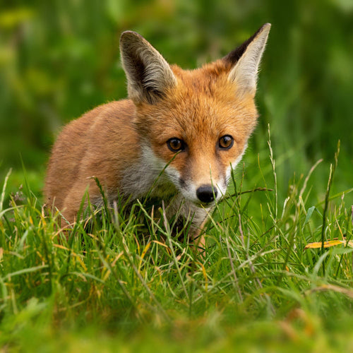 Animals in general Jersey