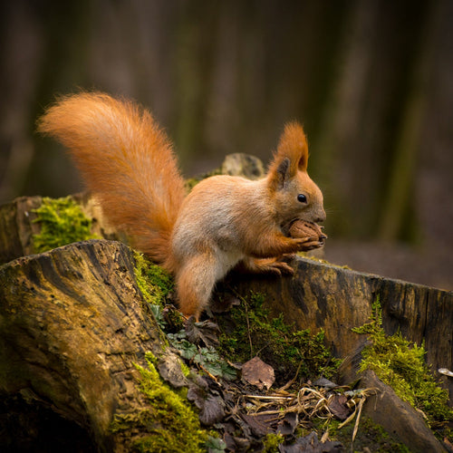 Waldtiere und Waldbewohner Musselin