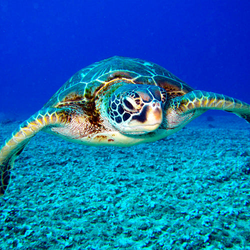 Sea and Aquatic Animals Jersey