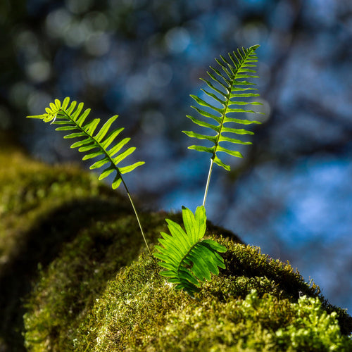 Nature and Plants Jersey