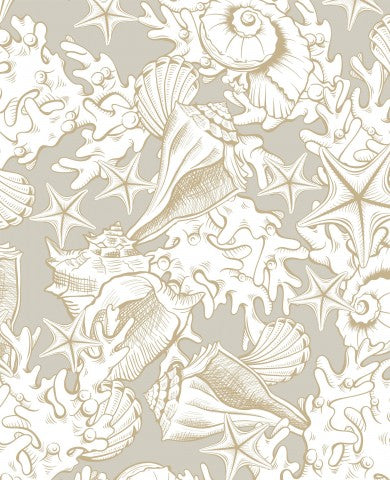 Muslin shells and starfish on a gray background