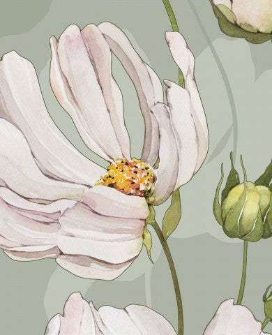  Mussola, illustrazione ad acquerello di fiori di cosmo bianchi