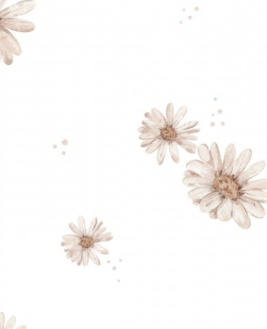 Jersey daisies white