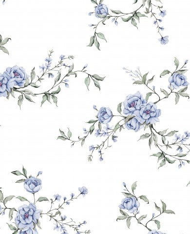  Fiori blu Panama su sfondo bianco