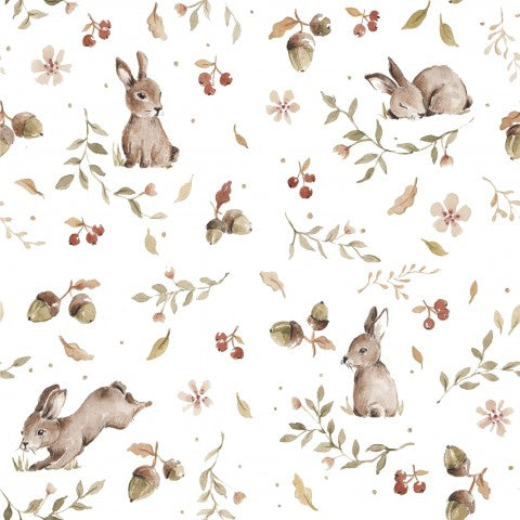 Jersey little bunny, white background