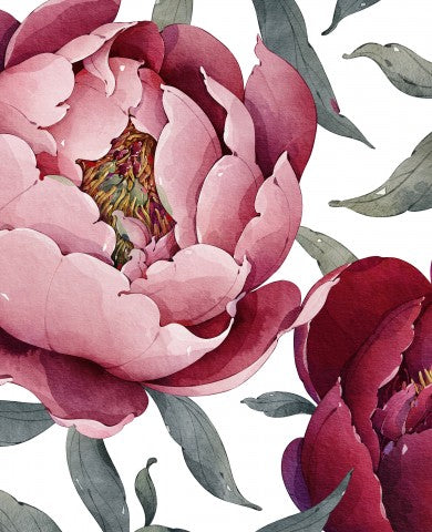  Mussola, illustrazione ad acquerello di fiori di peonia rosa